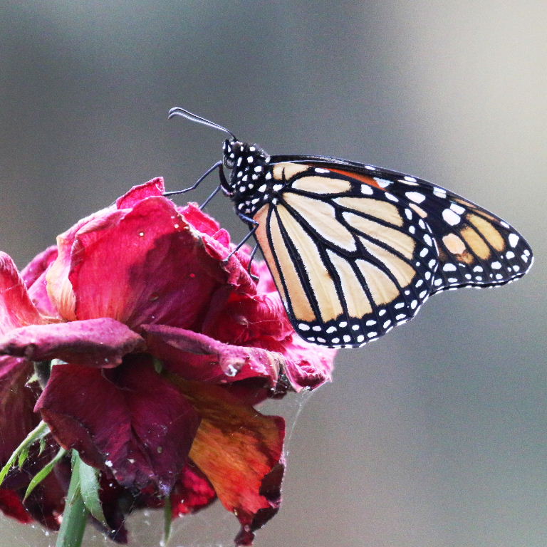 Monarch butterfly on rose