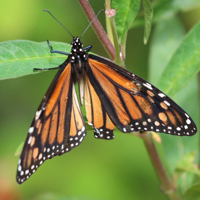 Monarch butterfly ovipositing