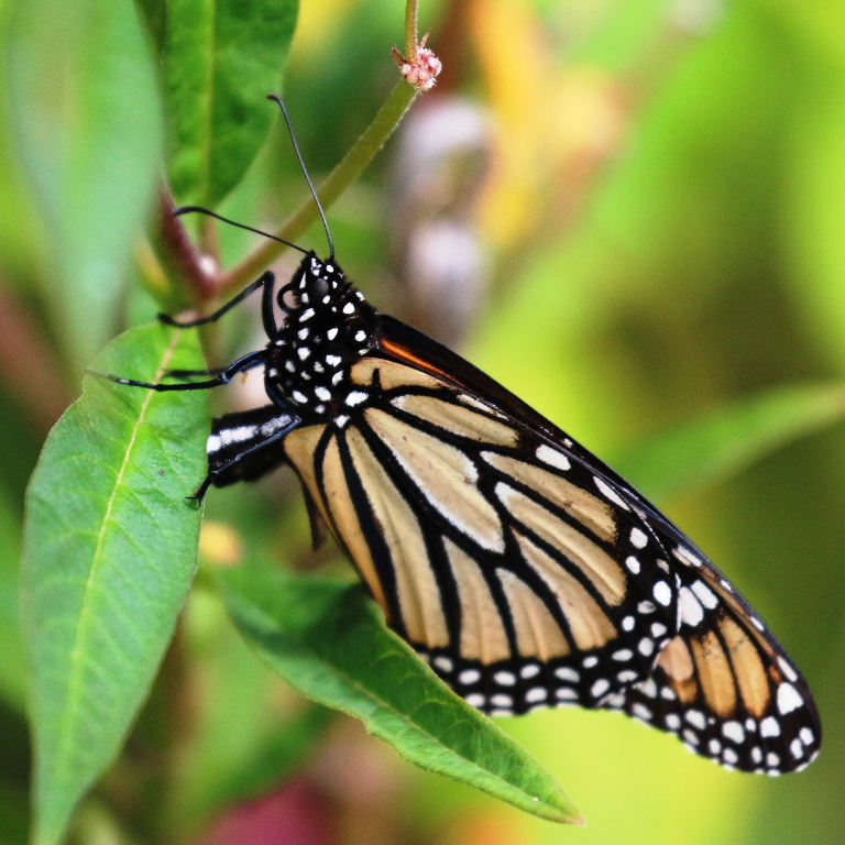 Monarch butterfly ovipositing