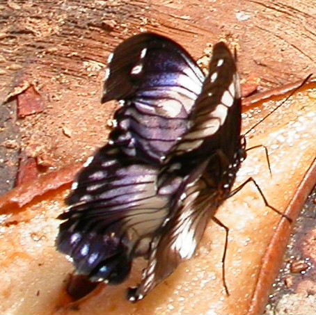 Black-tipped Diadem Butterfly