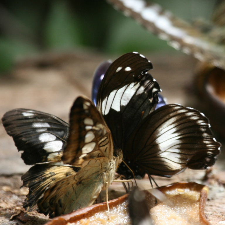 Black-tipped Diadem Butterfly with Clipper