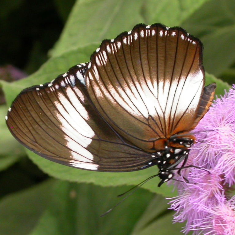 Black-tipped Diadem Butterfly