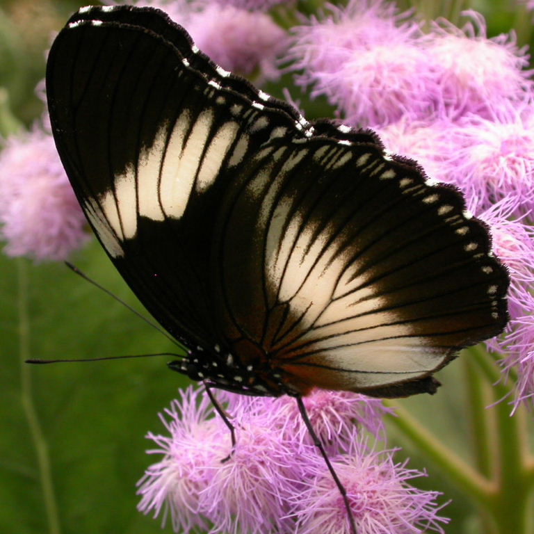 Black-tipped Diadem Butterfly