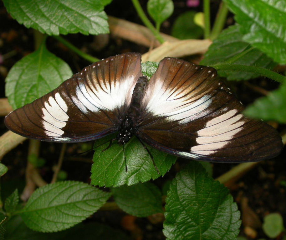 Black-tipped Diadem Butterfly