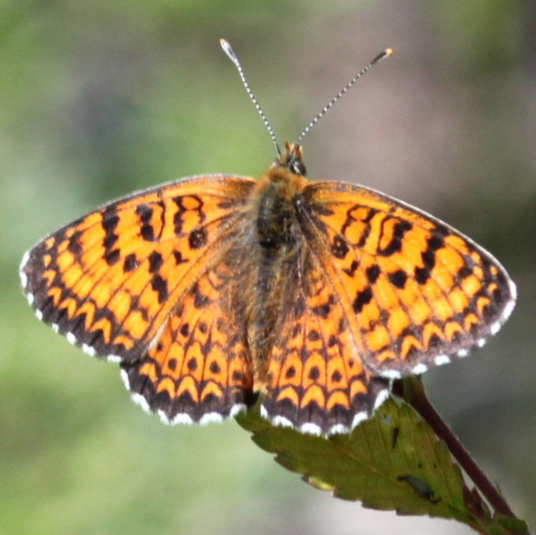 Freyer's Fritillary Butterfly