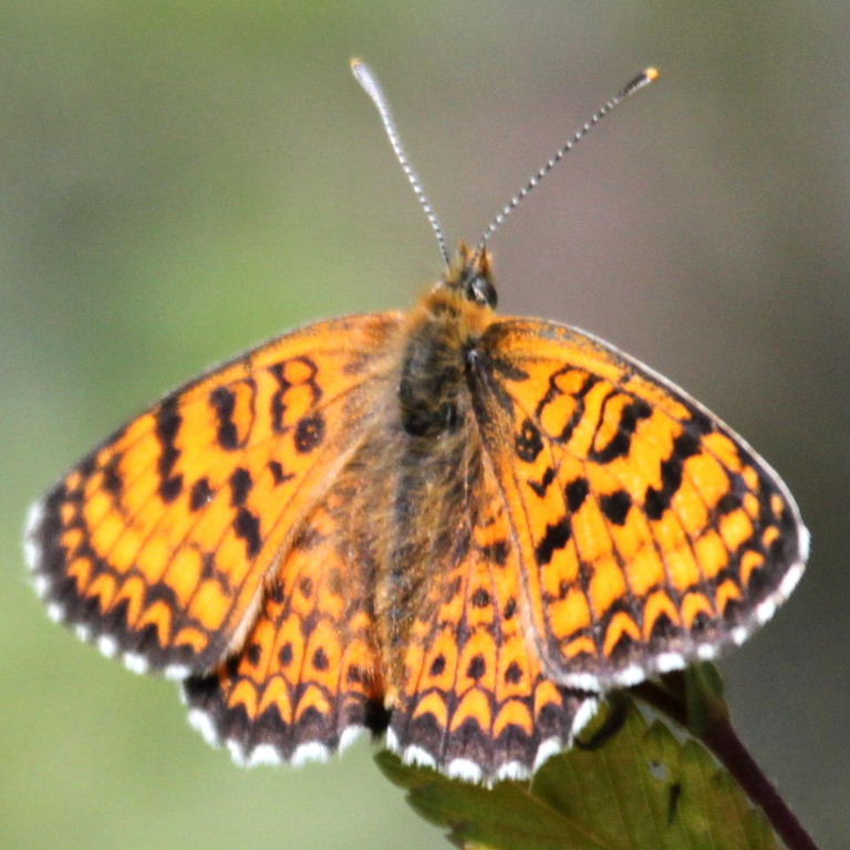 Freyer's Fritillary
