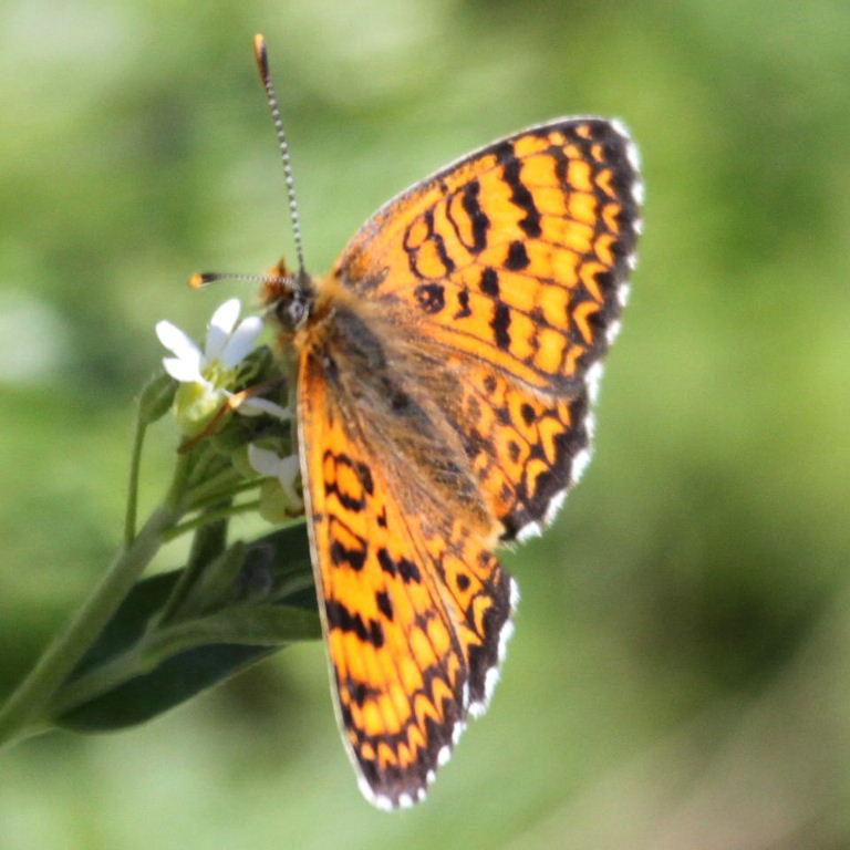 Freyer's Fritillary