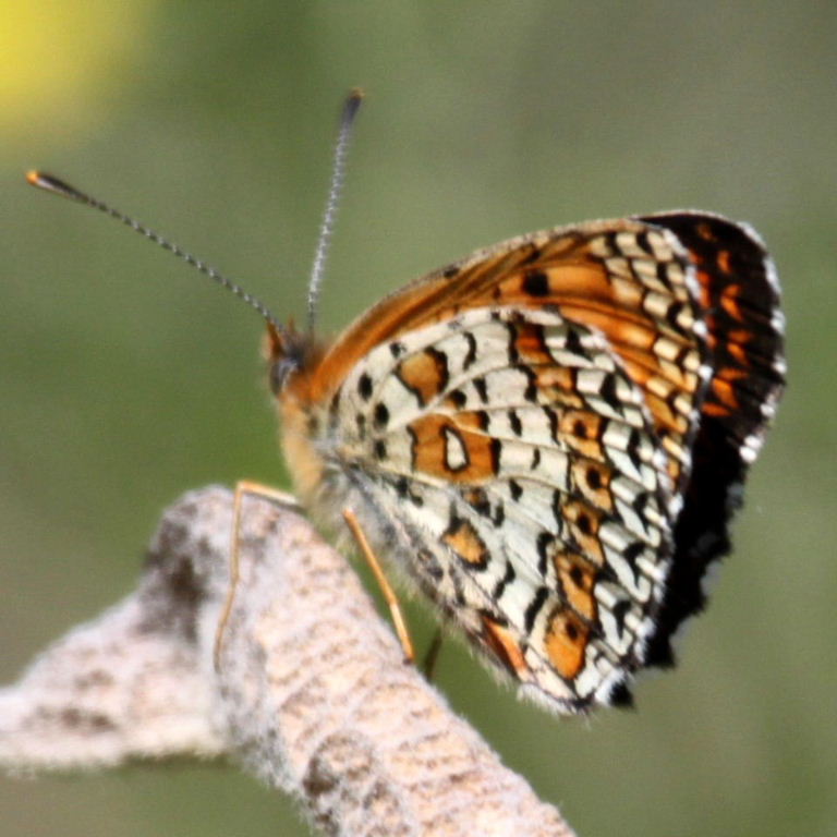 Freyer's Fritillary Butterfly