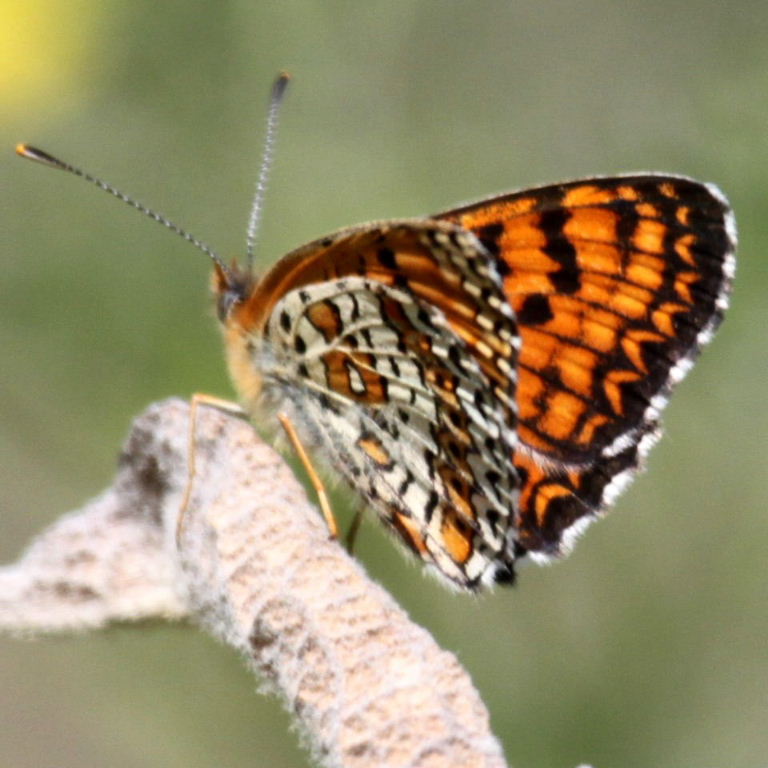 Freyer's Fritillary