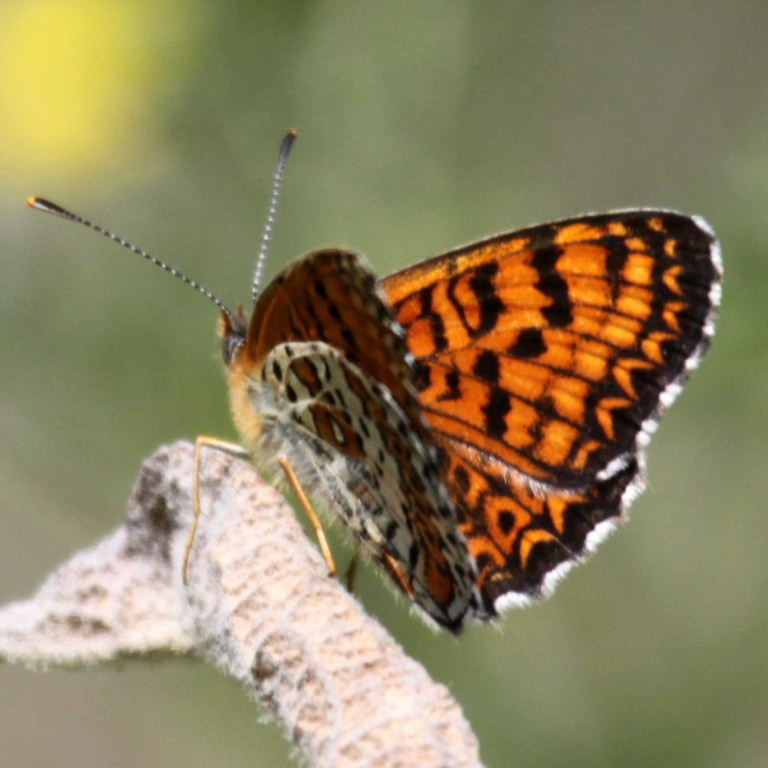 Freyer's Fritillary