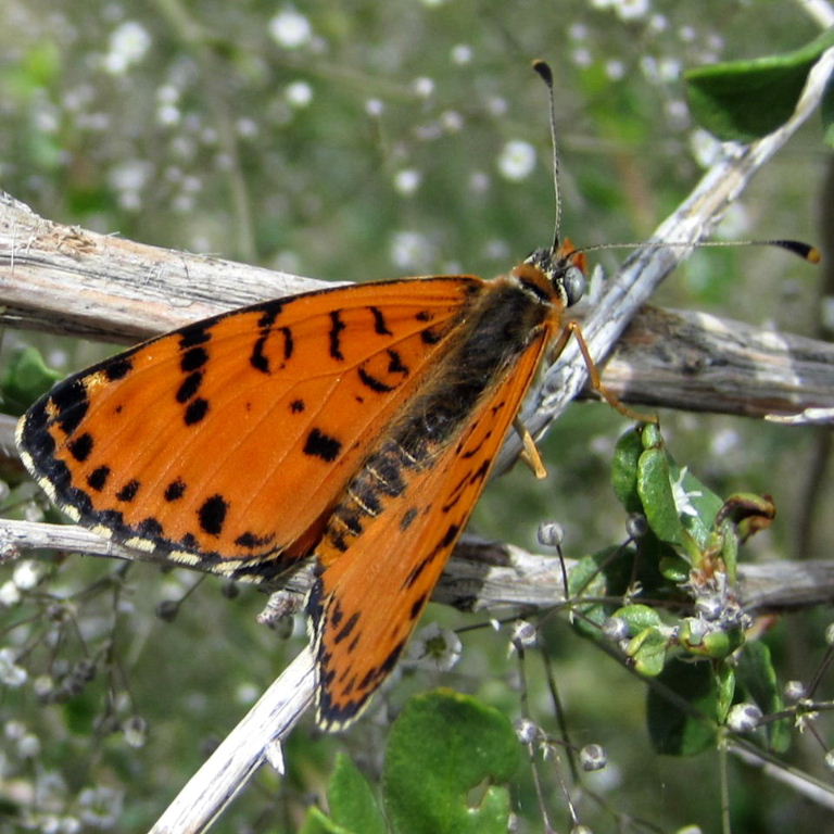 Spotted Fritillary Butterfly