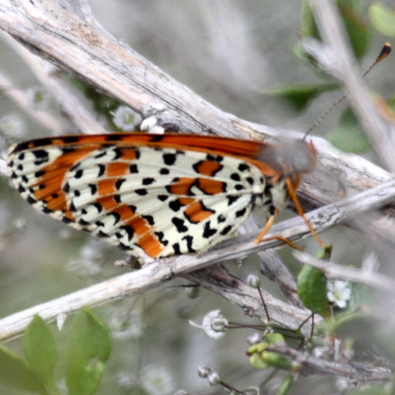 Spotted Fritillary