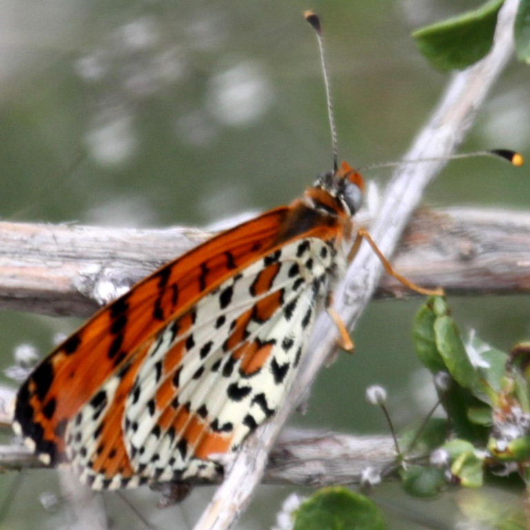 Spotted Fritillary
