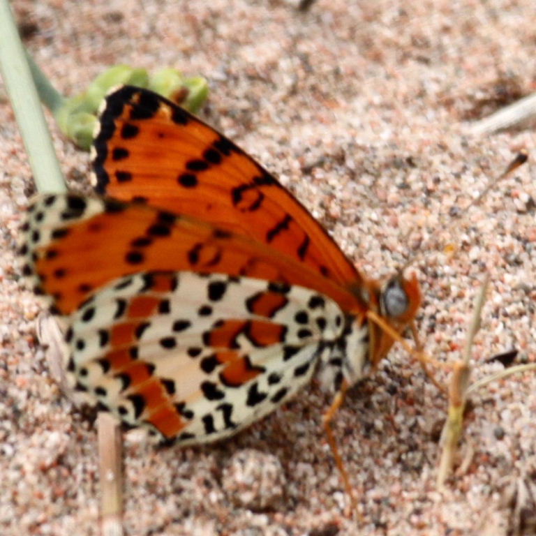 Spotted Fritillary butterfly