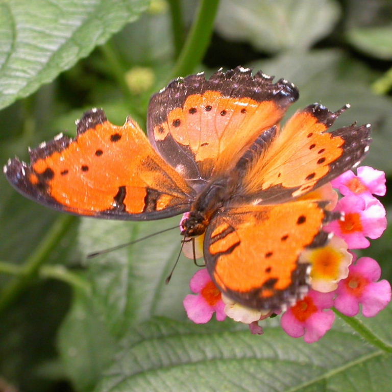 Gaudy Commodore Butterfly