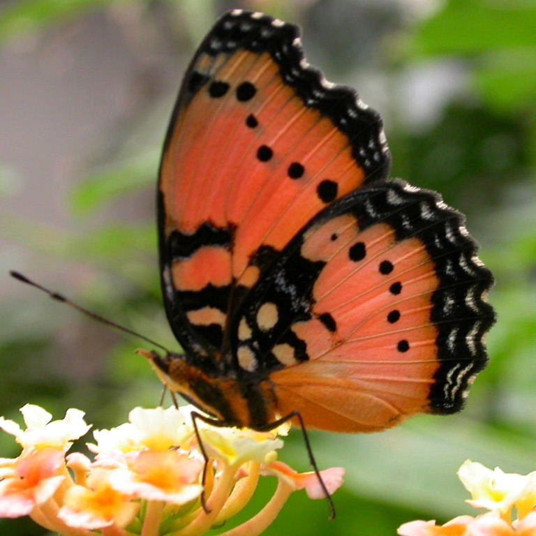 Gaudy Commodore Butterfly