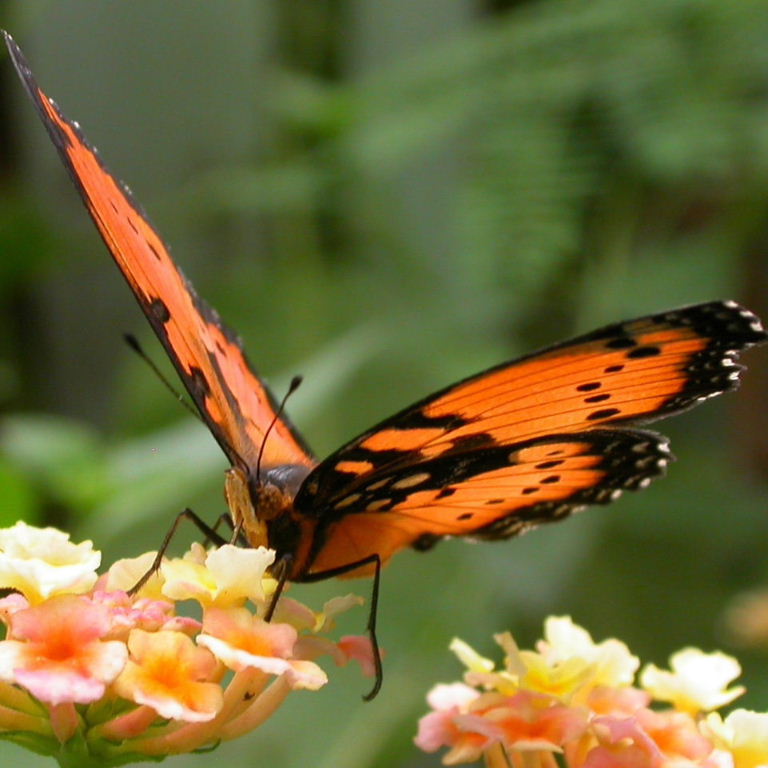 Gaudy Commodore Butterfly
