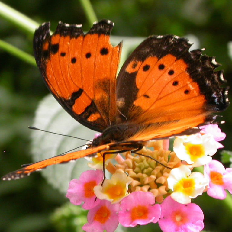 Gaudy Commodore Butterfly