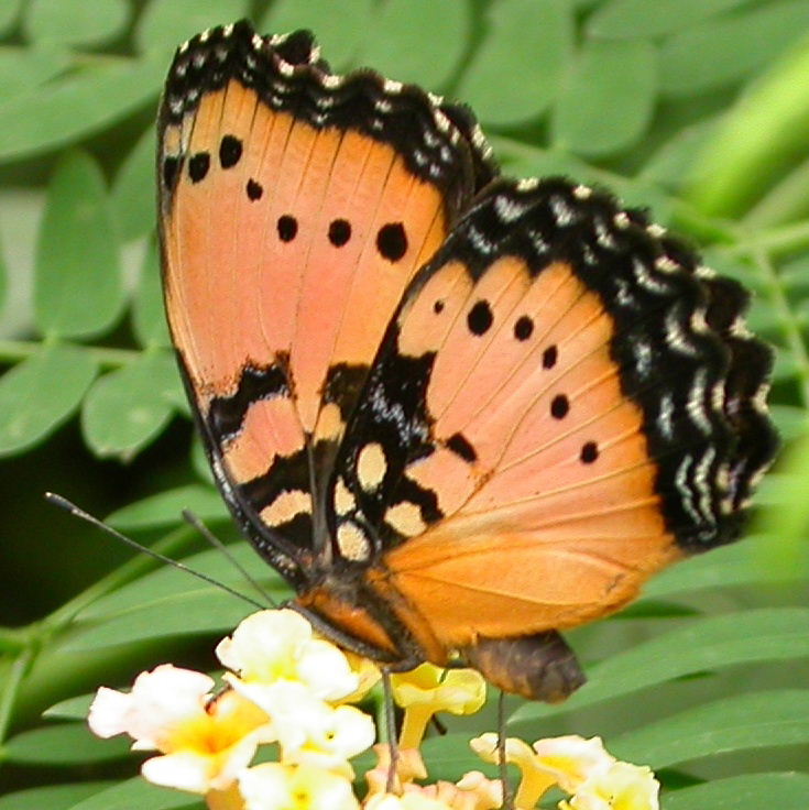 Gaudy Commodore Butterfly