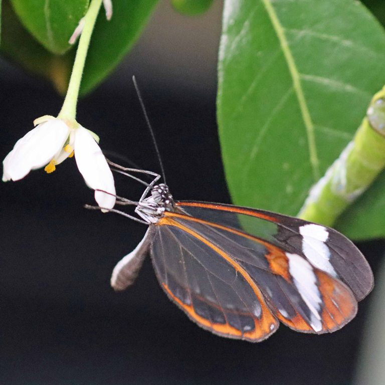 Glasswing Butterfly