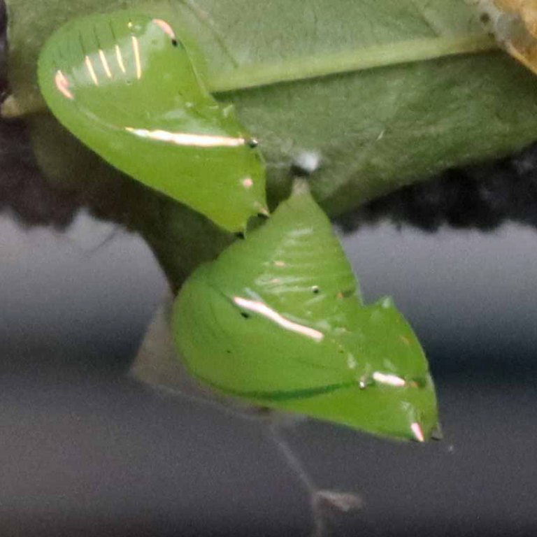 Glasswing Butterfly chrysalis