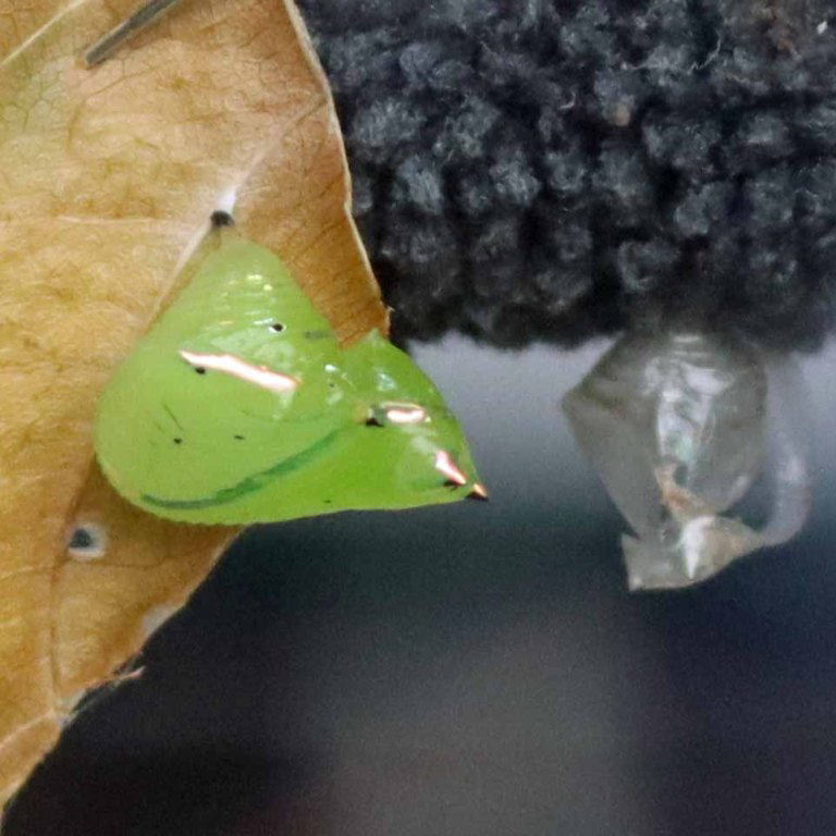Glasswing Butterfly chrysalis