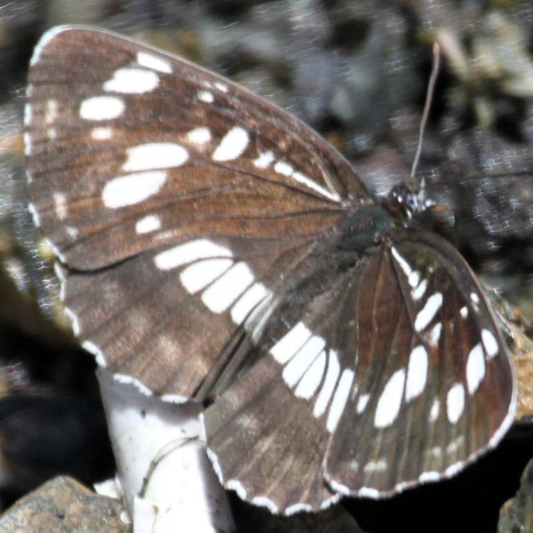 Hungarian Glider butterfly