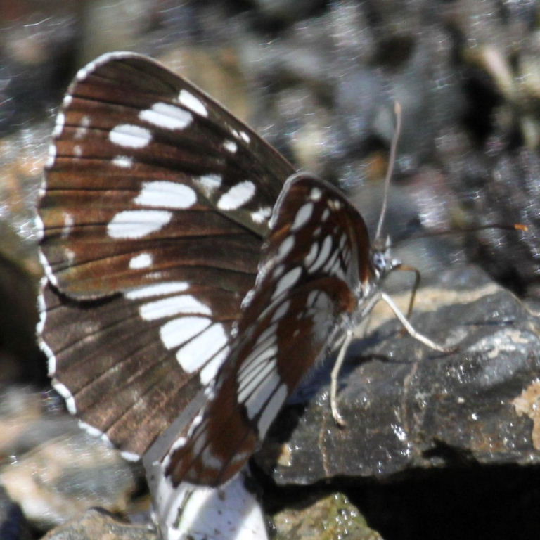 Hungarian Glider butterfly