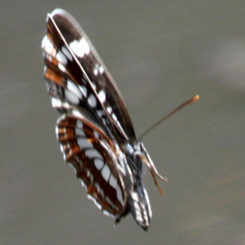 Hungarian Glider butterfly