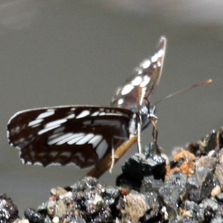 Hungarian Glider butterfly