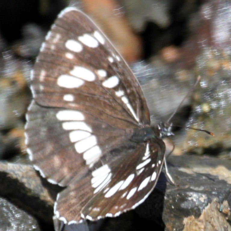 Hungarian Glider butterfly