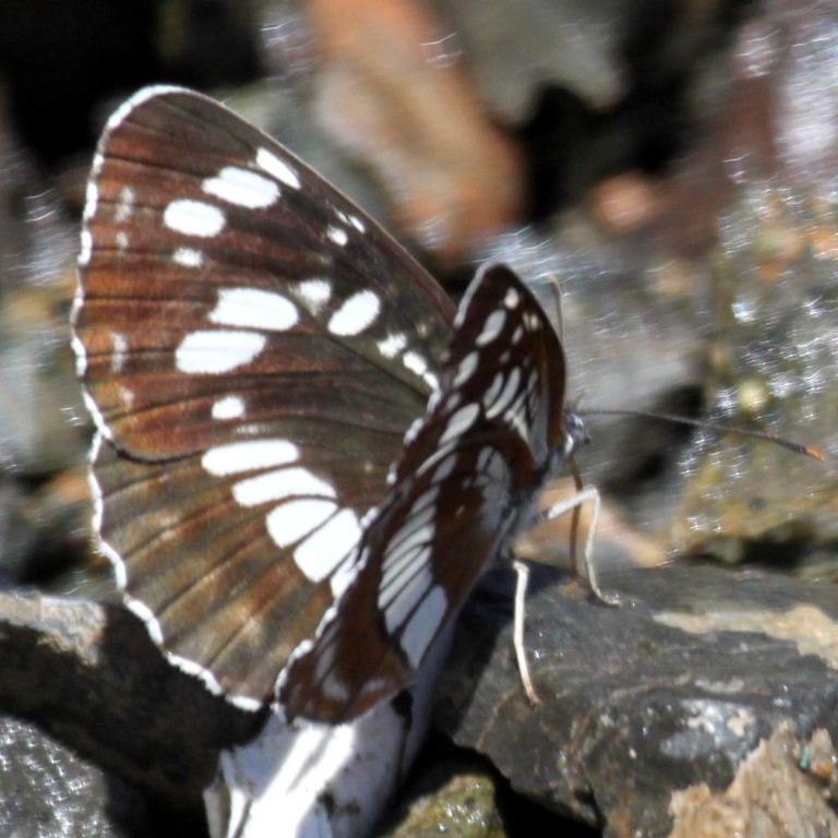 Hungarian Glider butterfly