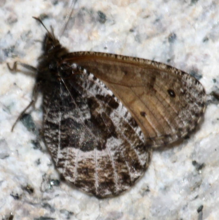 Tianshan Grayling Butterfly