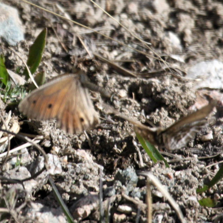 Tianshan Grayling Butterfly