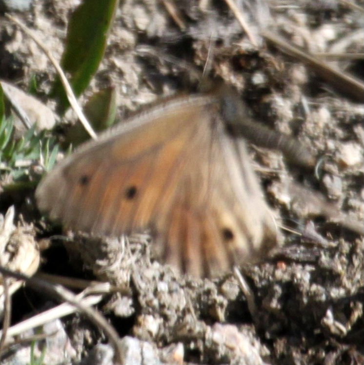 Tianshan Grayling Butterfly