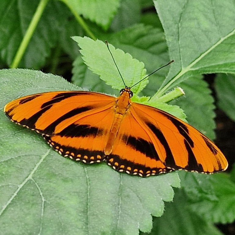 Banded Orange Butterfly