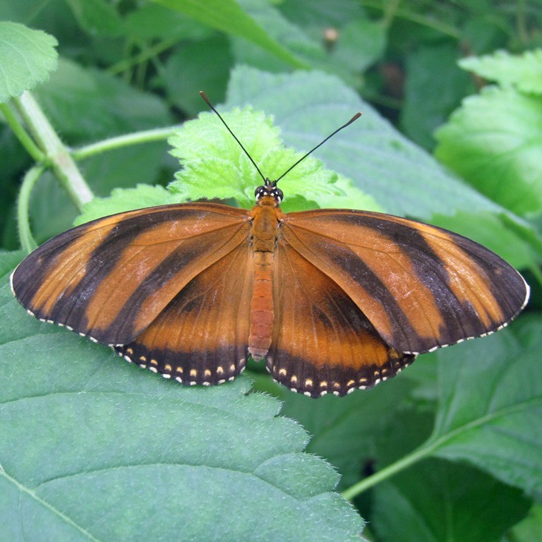 Banded Orange Butterfly