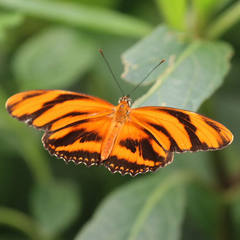 Banded Orange Butterfly