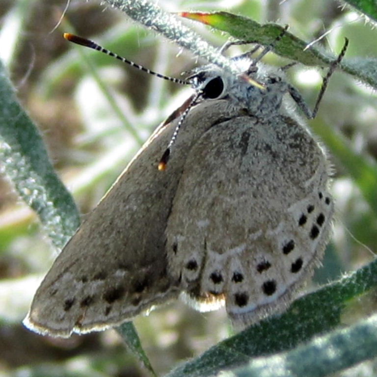 possibly Rhymnaria/Neolycaena tengstroemi