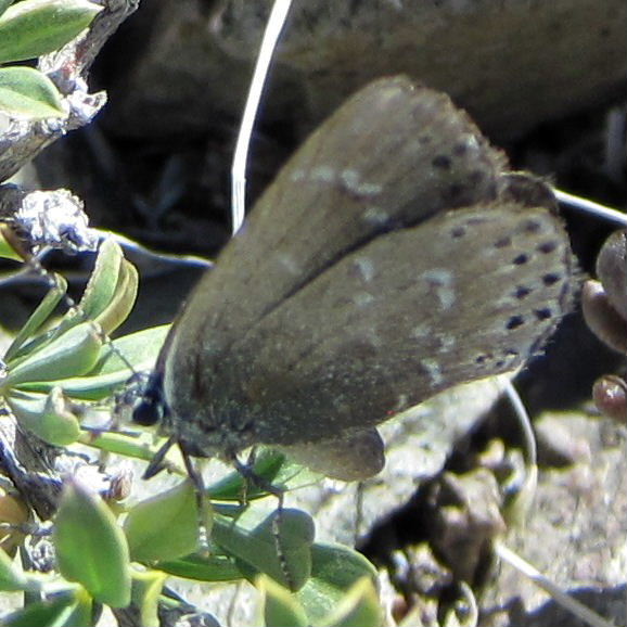 Unidentified Blue or Hairstreak