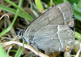 Purple Hairstreak Butterfly