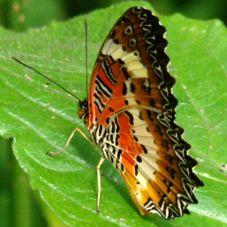 Malay Lacewing Butterfly