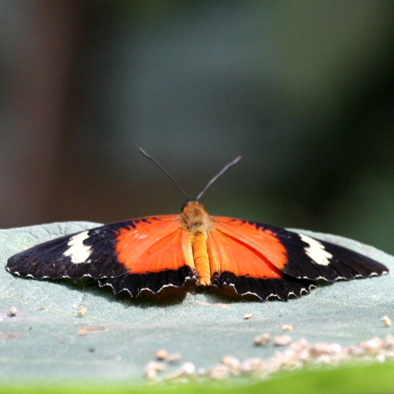 Orange Lacewing Butterfly