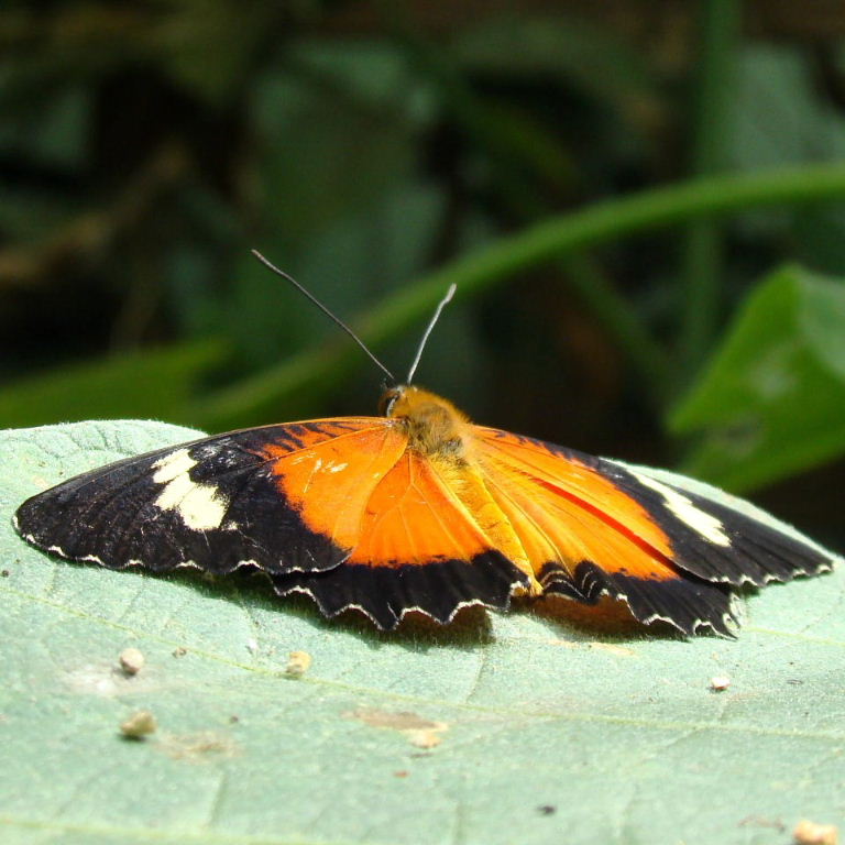 Orange Lacewing Butterfly