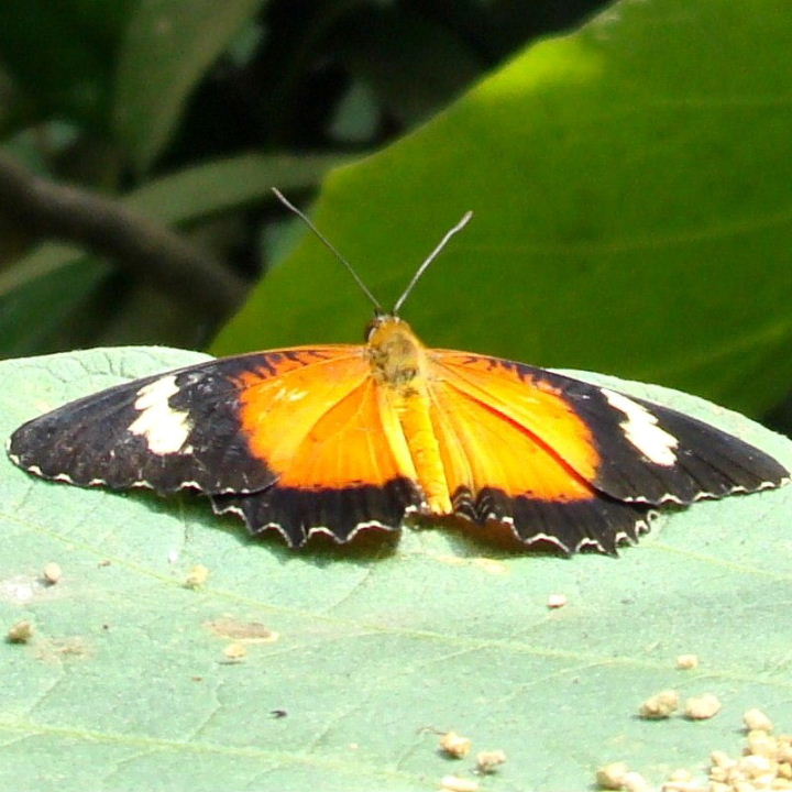 Orange Lacewing Butterfly
