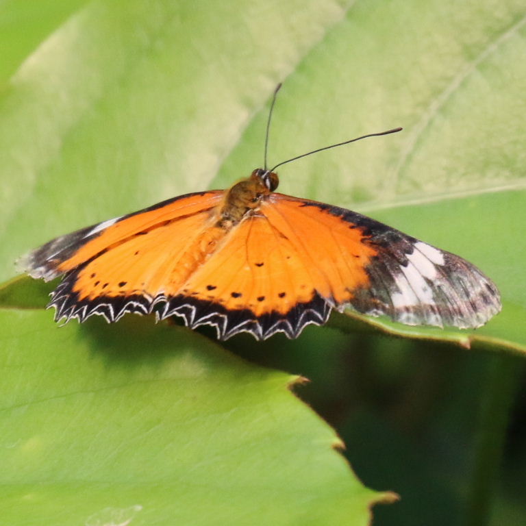 Malay Lacewing Butterfly