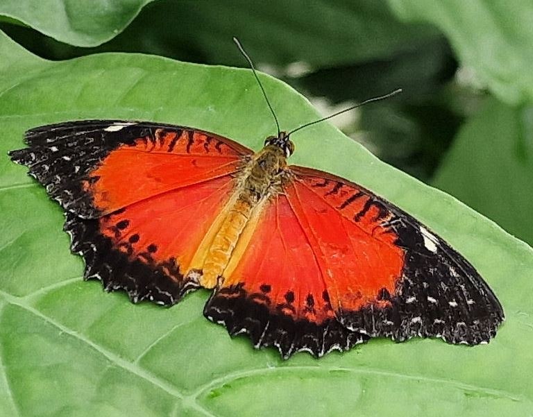 Red Lacewing Butterfly male
