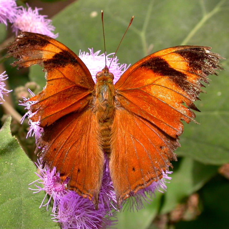 Autumn Leaf Butterfly topside