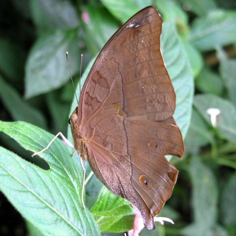 Autumn Leaf Butterfly closed