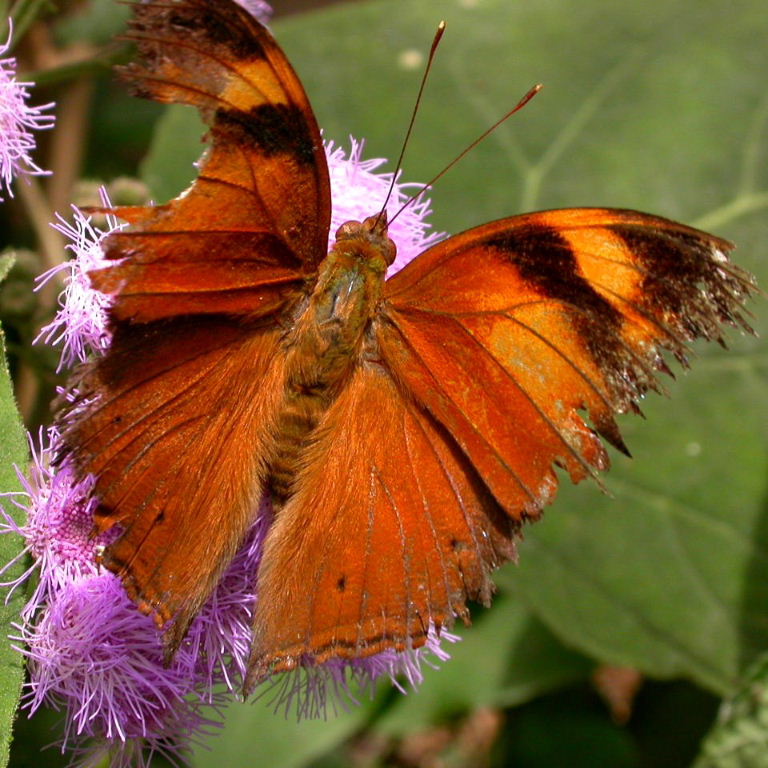 Autumn Leaf Butterfly